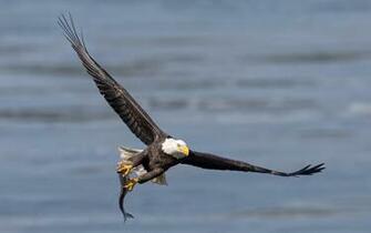 Flying Eagle HD Wallpaper Pictures