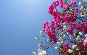 Bougainvillea Flowers Wallpaper HD Pictures One