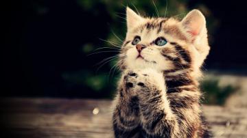 Wallpaper S Collection Cute Animals