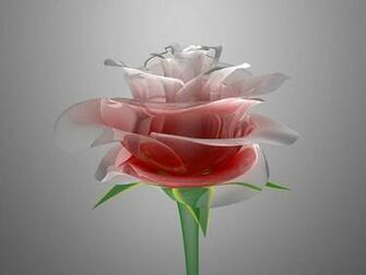 Tag Glass Rose Wallpaper Background Photos Image And Pictures