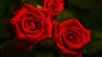 Red Roses Wallpaper For Desktop