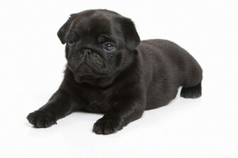 Black Pug On White Background