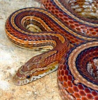 Tessera Corn Snake HD Walls Find Wallpaper