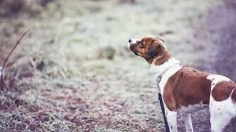 Dogs Outdoors Pets Wallpaper Desktop