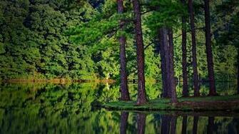 Pine Tree Wallpaper