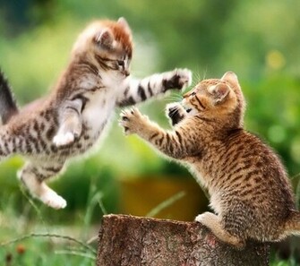 Cute Kitty Wallpaper X Jpg