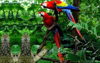 Macaw Parrot Bird Tropical Wallpaper