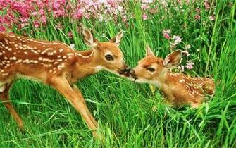 Baby Deer Fawn