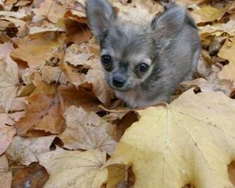 Animal Autum Puppy Animals Dogs HD Desktop Wallpaper