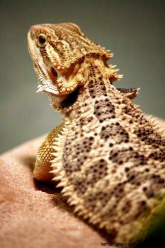 Cute Bearded Dragon Wallpaper Amazing