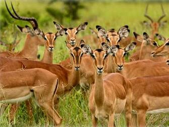 Deer Like Red Sika Fallow Chinese Water Eik