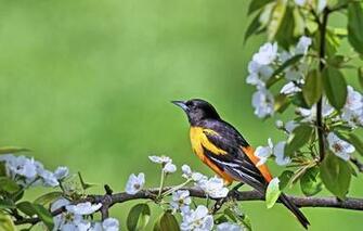 Wallpaper Bird Oriole Branch Flowering Animals