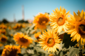 Top Sunflower Aesthetic Wallpaper Full HD 4k To Use