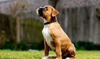 Boxer Dog Wallpaper