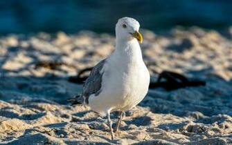 Seagull Wallpaper HD Desktop 4k