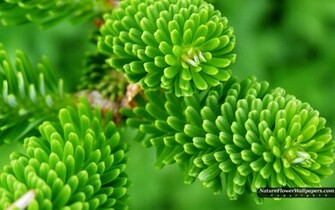Pine Tree Closeup Wallpaper Resolution