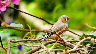 Diamante Mandarin Wallpaper HD Walpaper Es