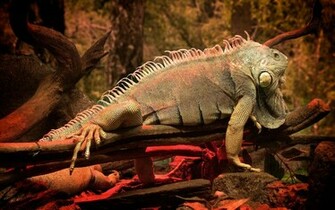 Iguana Wallpaper