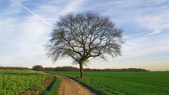 Nature Fields The Lonely Tree Wallpaper