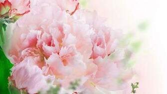 Carnations Wallpaper Weneedfun