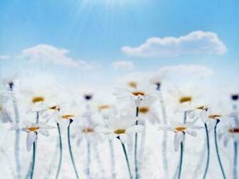 Wallpaper Flowers White Bright This