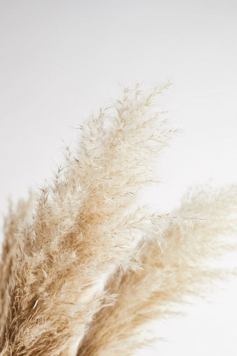 Pampas Grass 120cm Wallpaper