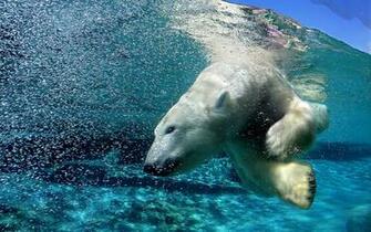 HD Animal Wallpaper Of A Polar Bear Diving Underwater