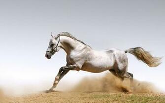 Horse Cool Wallpaper Beautiful Picture High