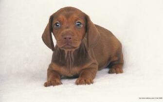 Smscs Photo Puppy Html