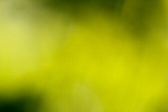 Leaves In Sunlight Blurred Background Links Image