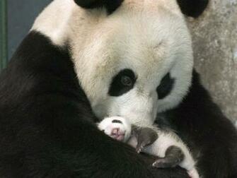 Funny Panda Wallpaper