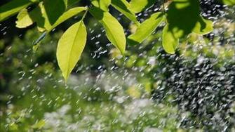 Rain Wallpaper Summer Wallpaper55 Best For