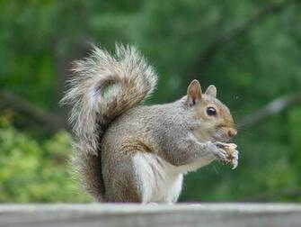 Cute Baby Squirrel HD Wallpaper In Animals Imageci
