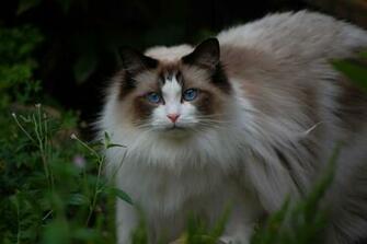Ragdoll Cat Background Wallpaper Baltana