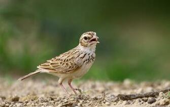 Indian Bush Lark Tiny Bird HD Desktop Mobile Wallpaper