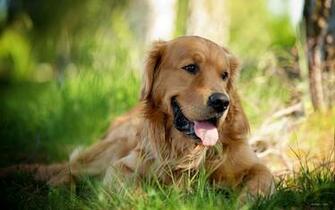 Fondos De Pantalla HD Golden Retriever Imagui