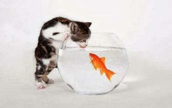 All 4u Wallpaper Beautiful Gold Fish Cat HD