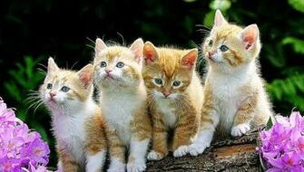 3d Cat Wallpaper HD Desktop Background Gallery