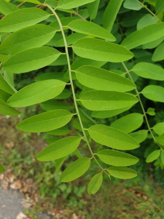 Black Locust X Wallpaper