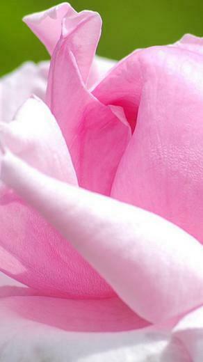 Pink Rose Samsung Mobile Wallpaper HD For
