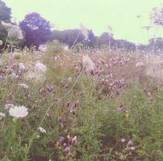 Pink Wildflower Field Wallpaper Wide HD