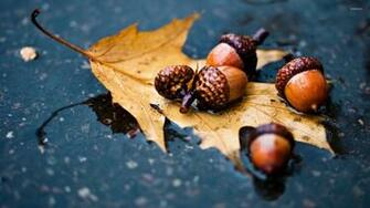 Acorn On Wet Leaf Wallpaper Photography