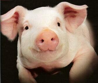 Pigs Full HD Wallpaper Desktop
