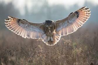 Owl Bird Flying Spread Wings Wallpaper