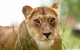 Lioness Wallpaper