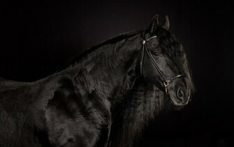 Black Horse Wallpaper