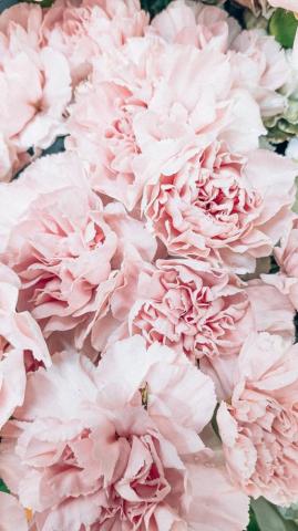 Pink Wallpaper HD Hq