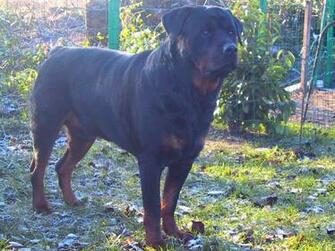 Computer Wallpaper Windows Arko Le Rottweiler