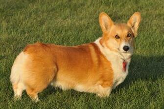 Pembroke Welsh Corgi Pictures Puppies