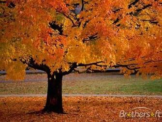 Trees Screensaver